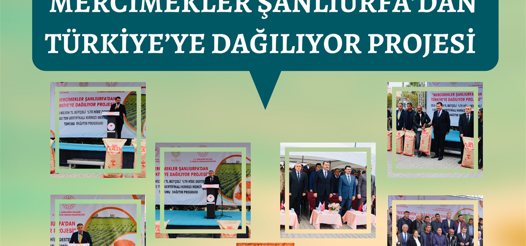 Mercimekler Şanlıurfa’dan Türkiye’ye Dağılıyor Projesi 