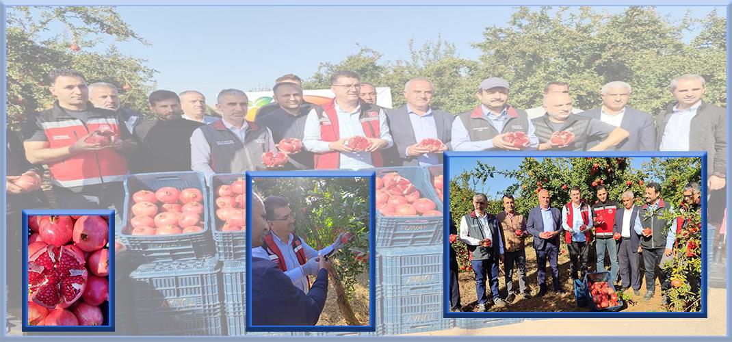 İL MÜDÜRÜMÜZ MEHMET AKSOY HAFTASONU HALİLİYE İLÇESİ HINGILAVİ-BALKATAN MAHALLESİNDE NAR BAHÇESİNİ ZİYARET ETTİ.