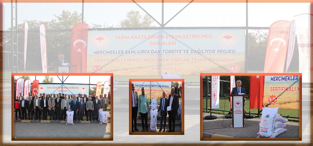 Mercimekler Şanlıurfa’dan Türkiye’ye Dağılıyor Projesi Sertifikalı Tohum Dağıtımı