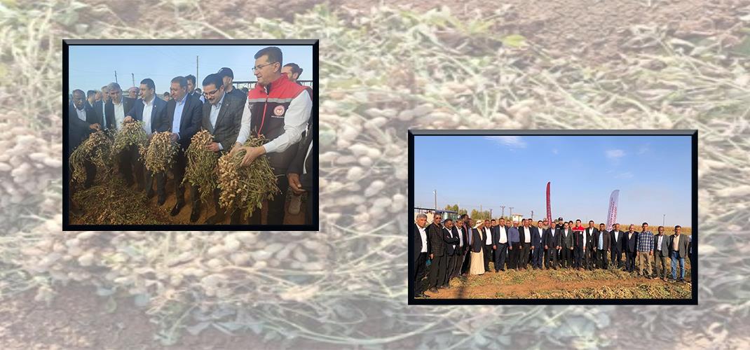 Vali Hasan ŞILDAK teşrifleriyle Harran İlçesi Tahılalan Mahallesinde Abdullah AKKURT’a ait Yer Fıstığı tarlasında Yer Fıstığı hasat programı düzenlendi.